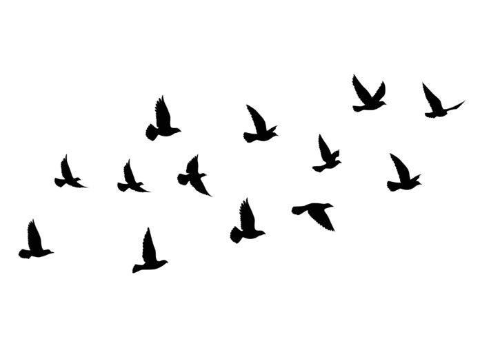 Vogel-Tattoo 8 Beliebte Motive und Ihre Bedeutung – Das Symbol der Freiheit Vogel-Tattoo 8 Beliebte Motive und Ihre Bedeutung – Das Symbol der Freiheit