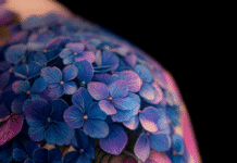 Hortensien Tattoo Bedeutung, Designs & Farben - Alles was du wissen musst
